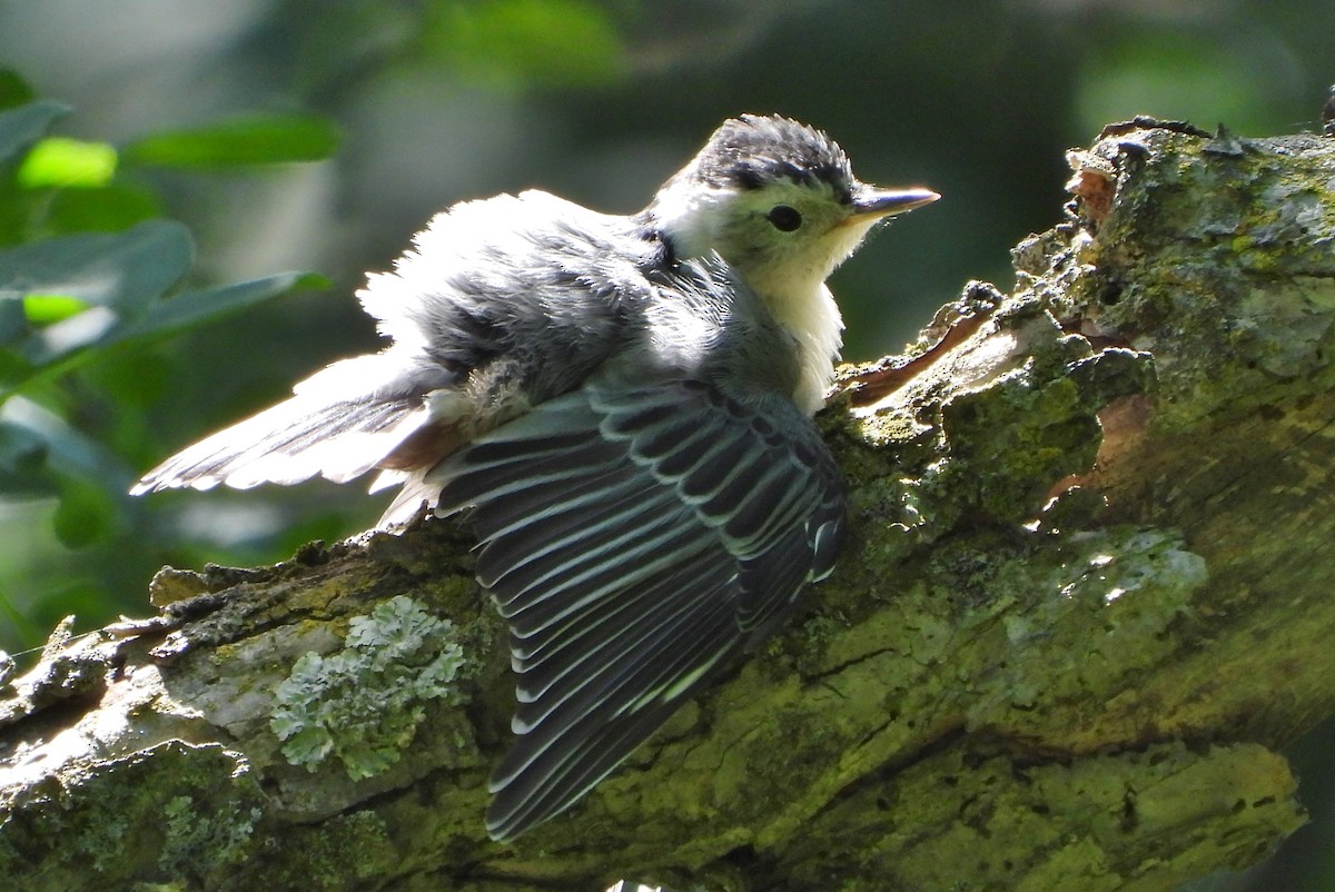 White-breasted Nuthatch - ML244024671