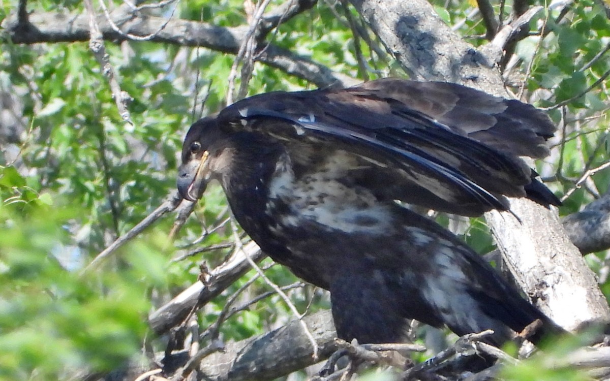 Bald Eagle - ML244024771