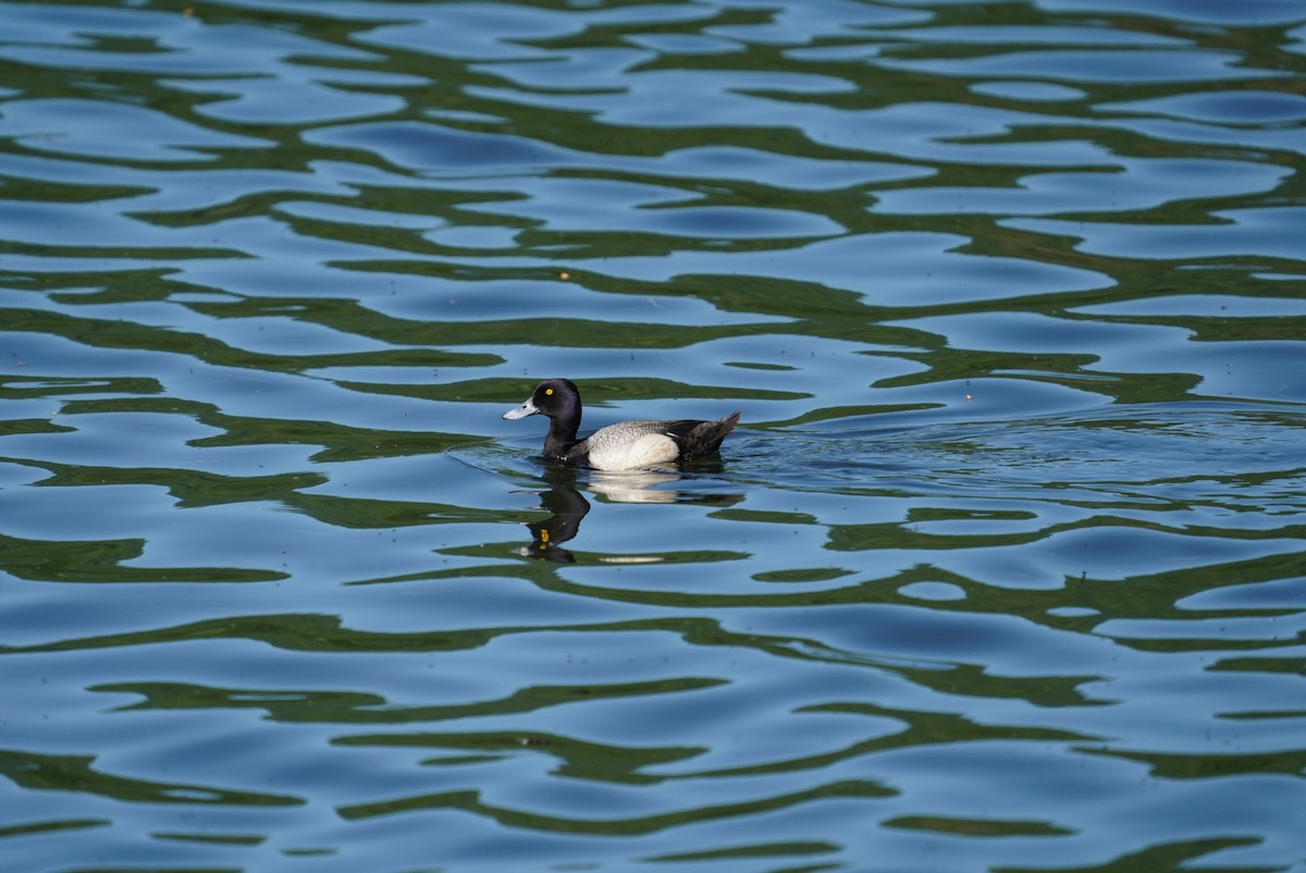 Lesser Scaup - Kyle Brock