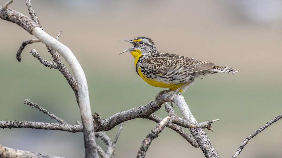 Western Meadowlark - Eric Ellingson