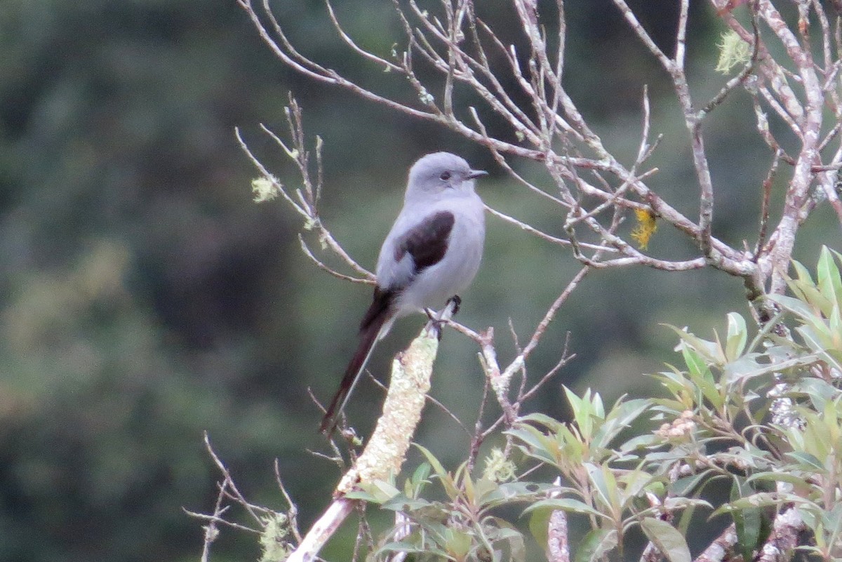 Shear-tailed Gray Tyrant - Jeff Harding