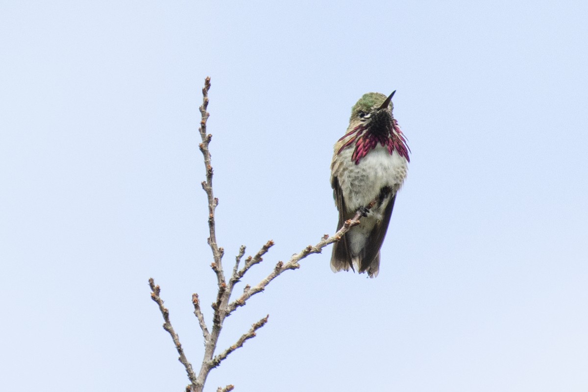 Calliope Hummingbird - ML244028031