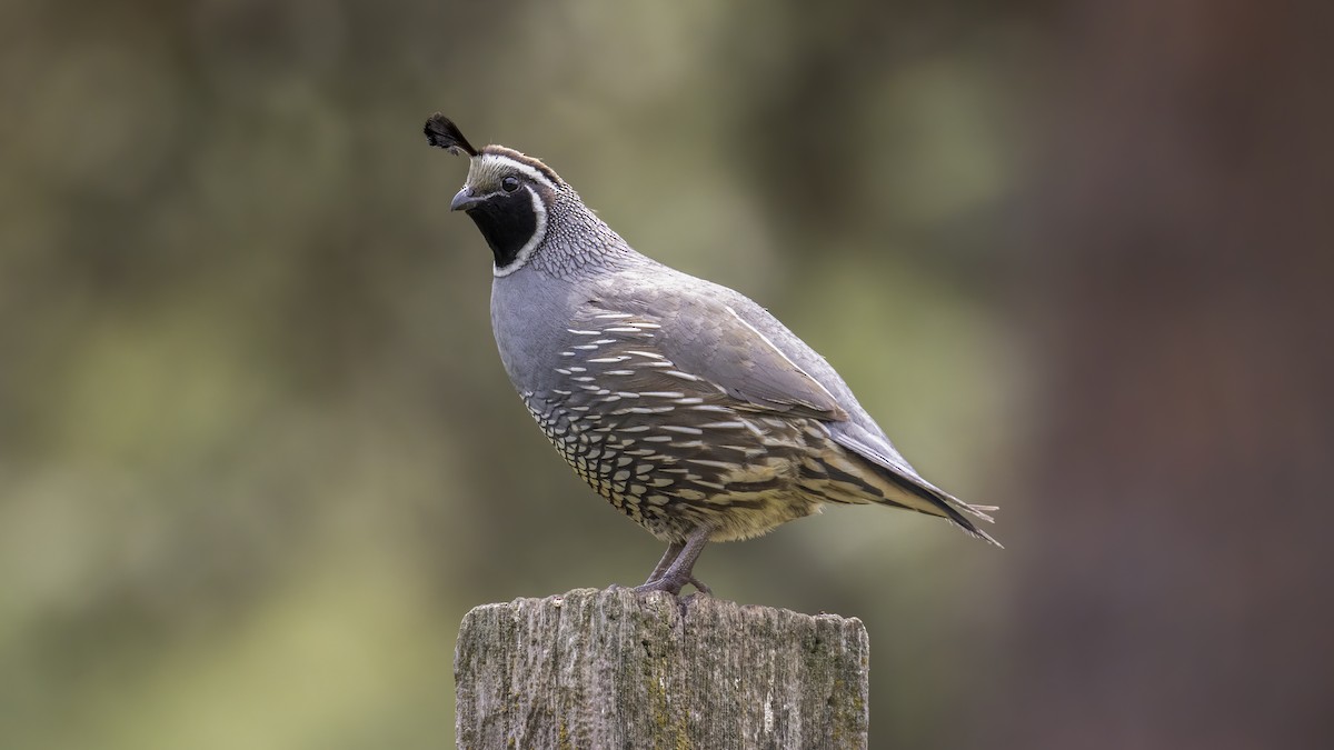 California Quail - ML244028101