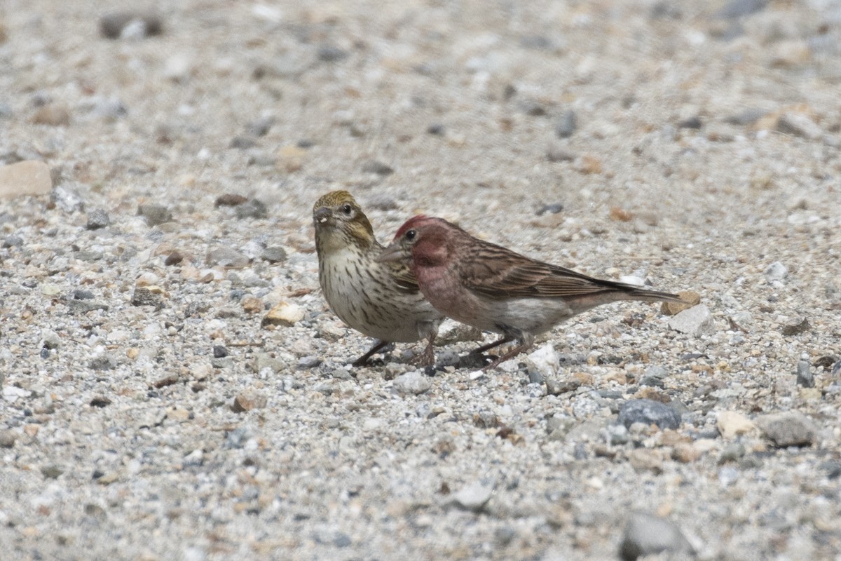 Cassin's Finch - ML244028151