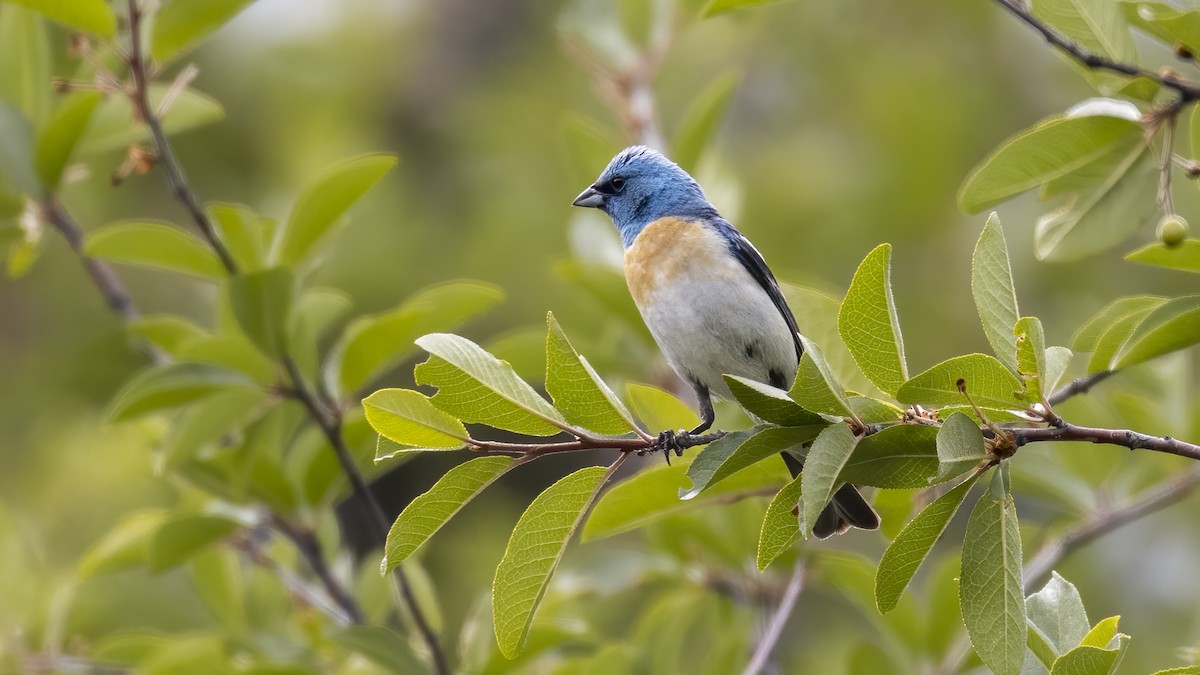 Lazuli Bunting - ML244028221