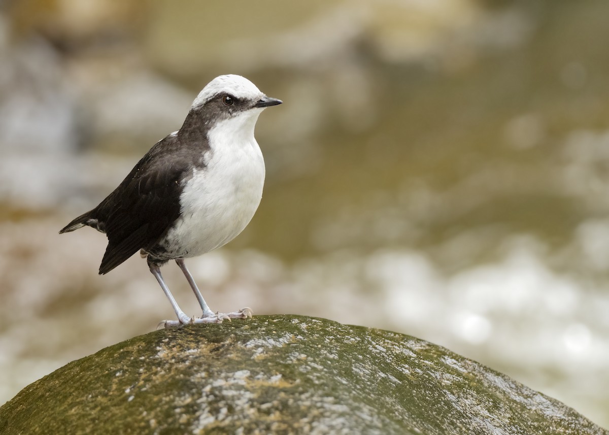 White-capped Dipper - Andres Vasquez Noboa