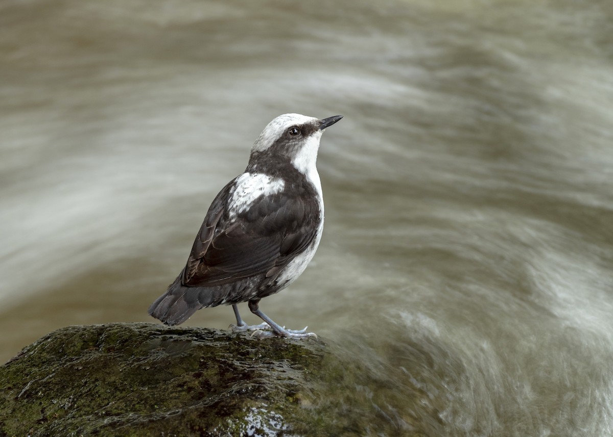White-capped Dipper - Andres Vasquez Noboa