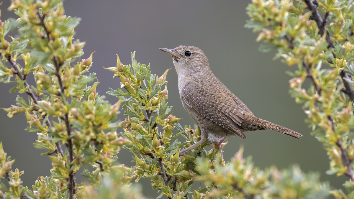 Northern House Wren - ML244028951