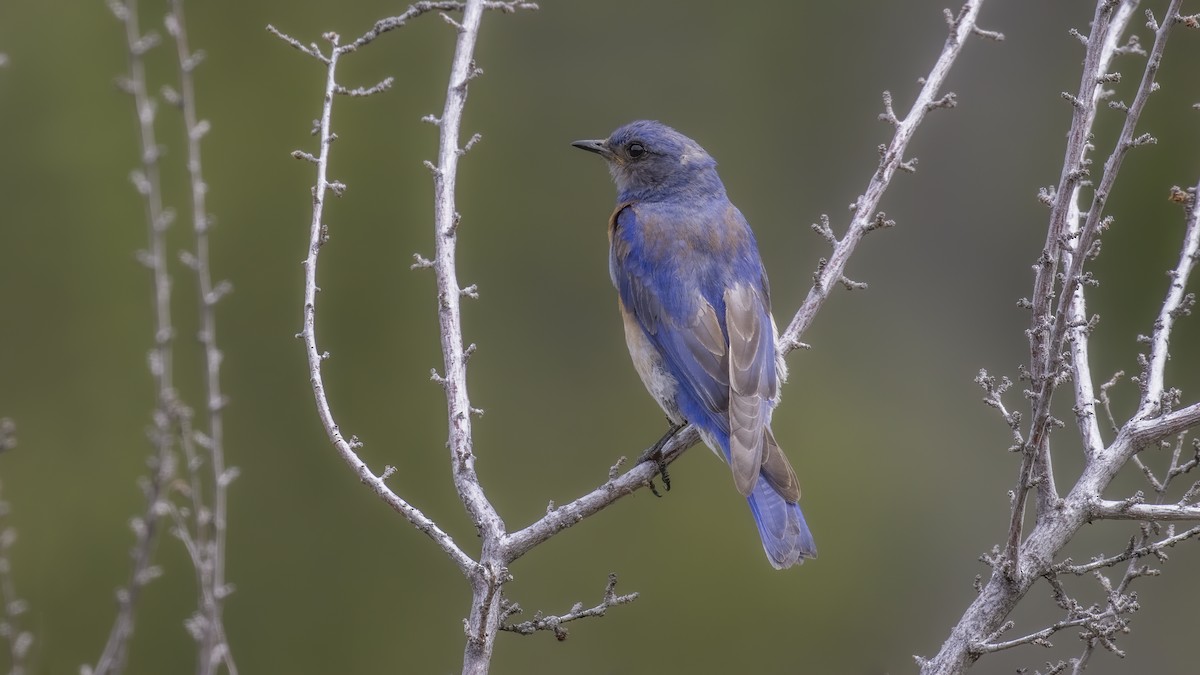 Western Bluebird - ML244029091
