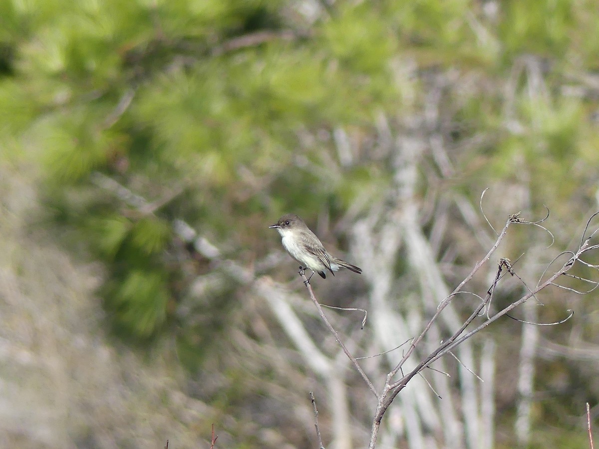 Eastern Phoebe - ML24402921
