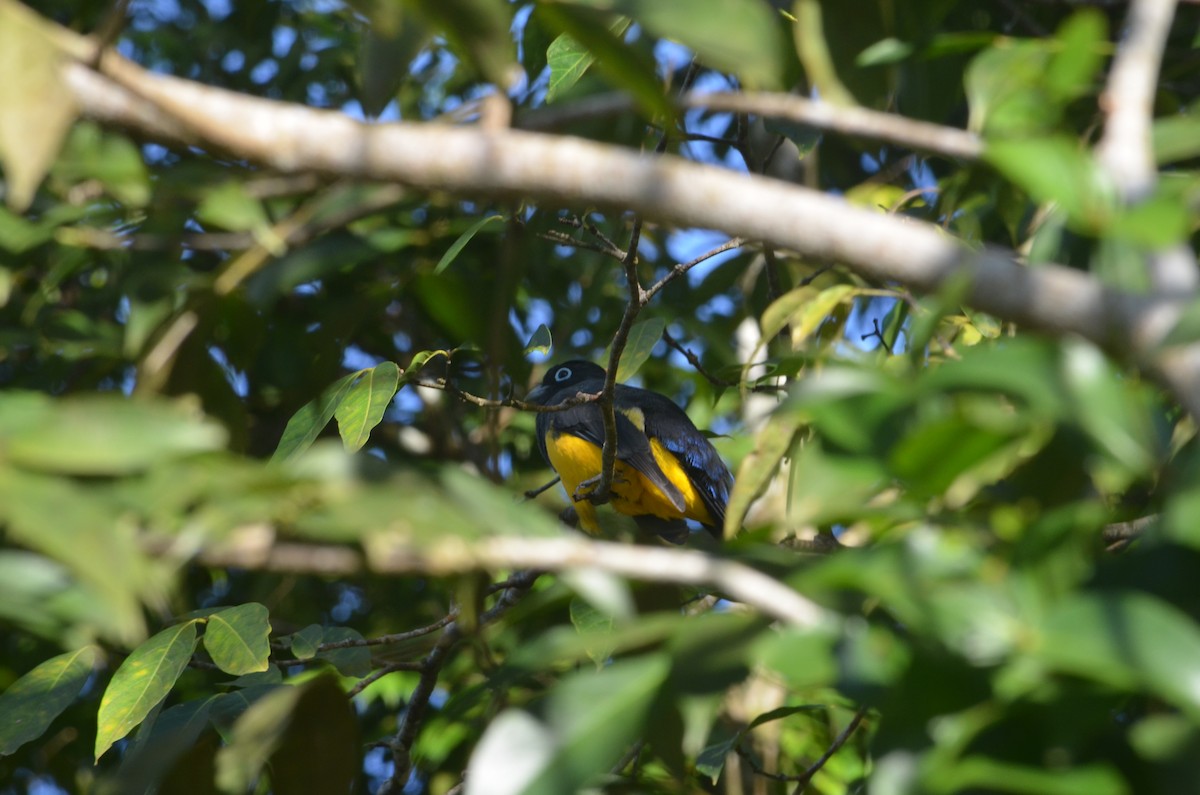 Trogon à tête noire - ML244029251