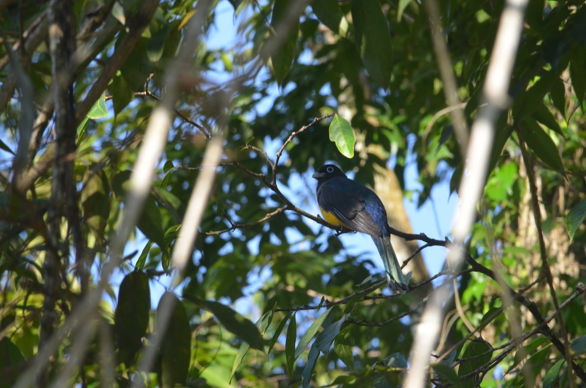 Trogon à tête noire - ML244029261