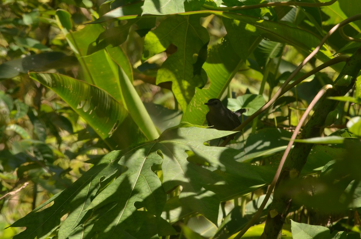 Gray Catbird - ML244029871