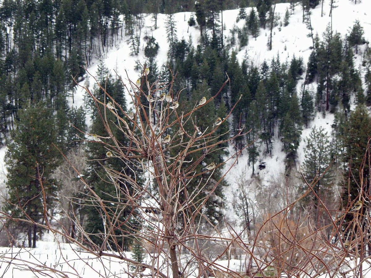 American Goldfinch - ML24403031