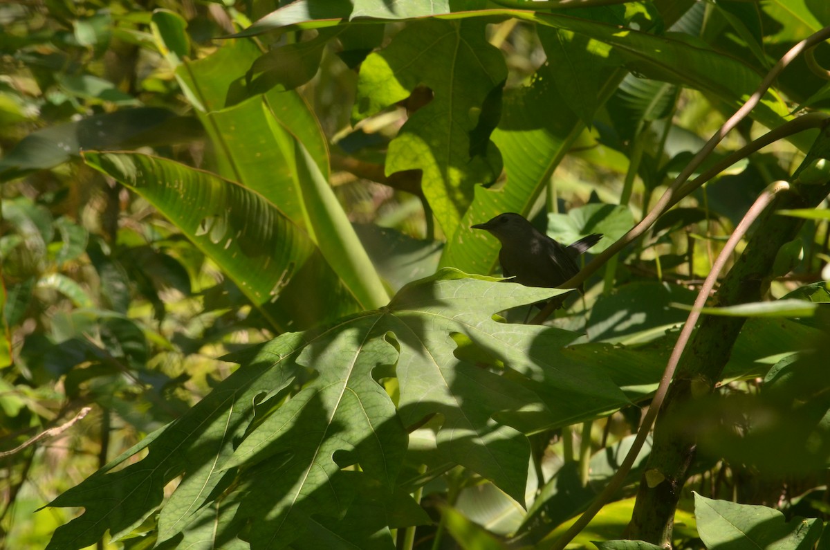 Gray Catbird - ML244030441