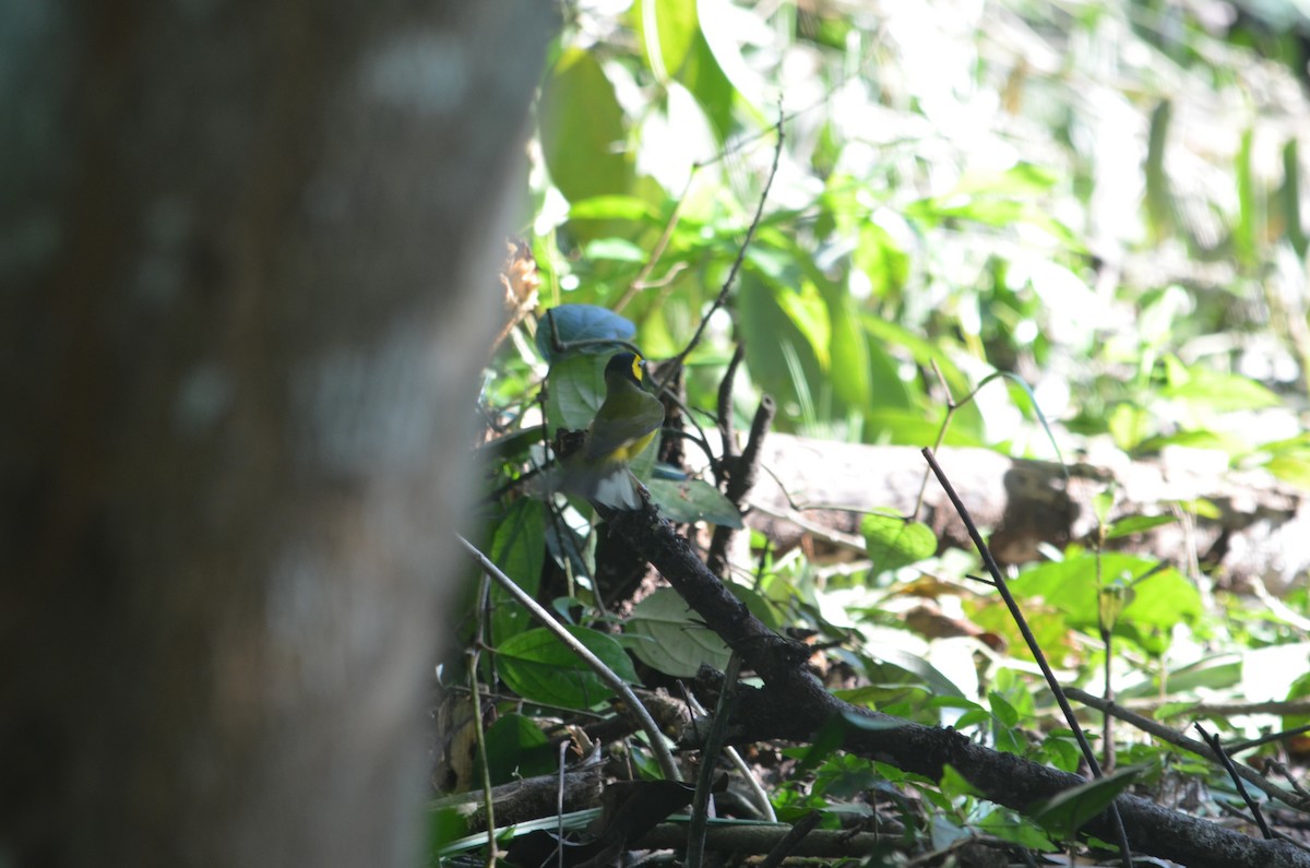 Hooded Warbler - Alyssa DeRubeis