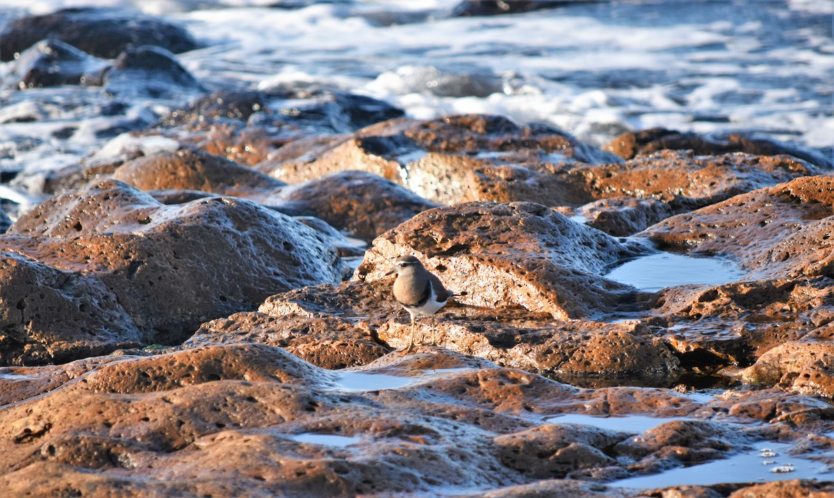 Rufous-chested Dotterel - ML244030951