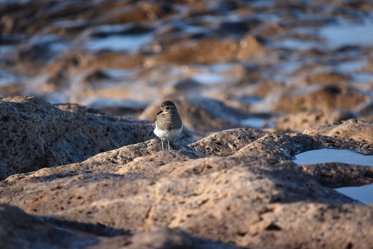 Rufous-chested Dotterel - ML244031451