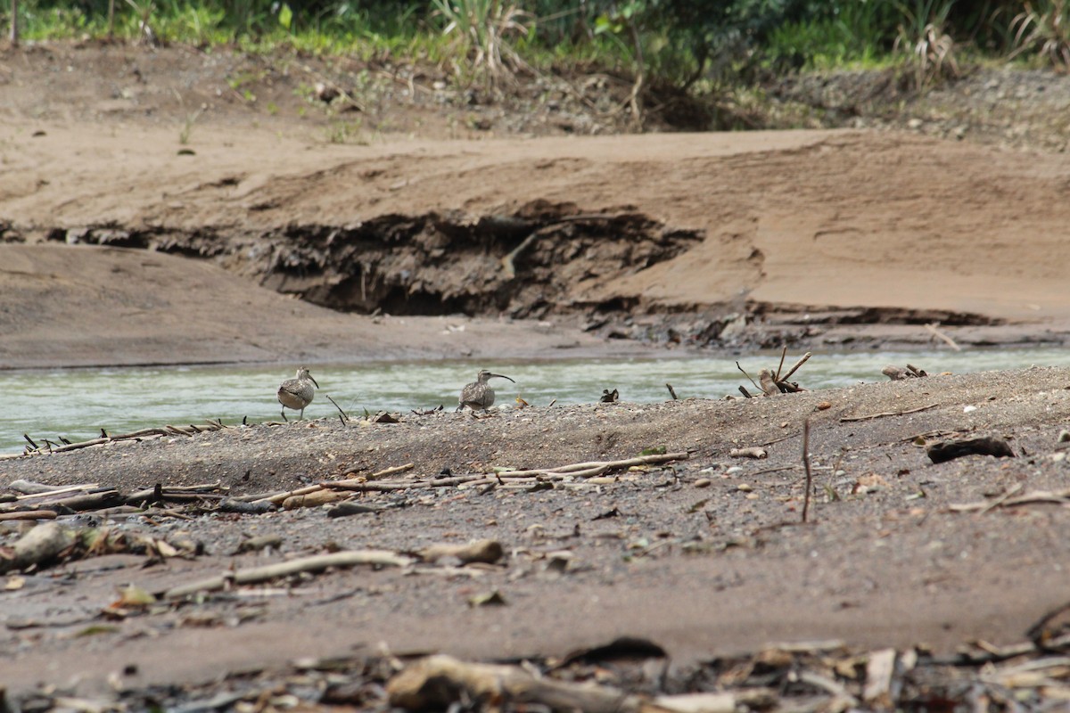 Whimbrel - ML244032221