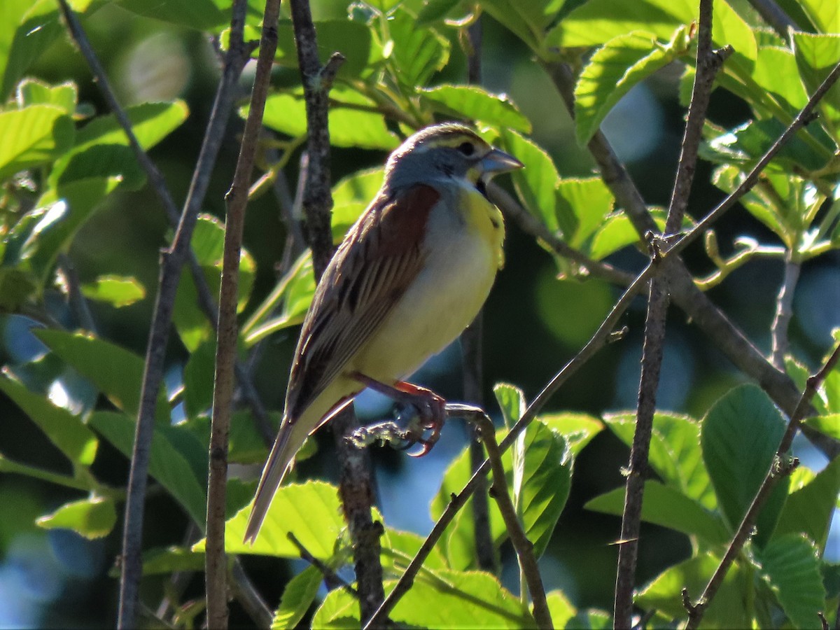 Dickcissel - ML244032351