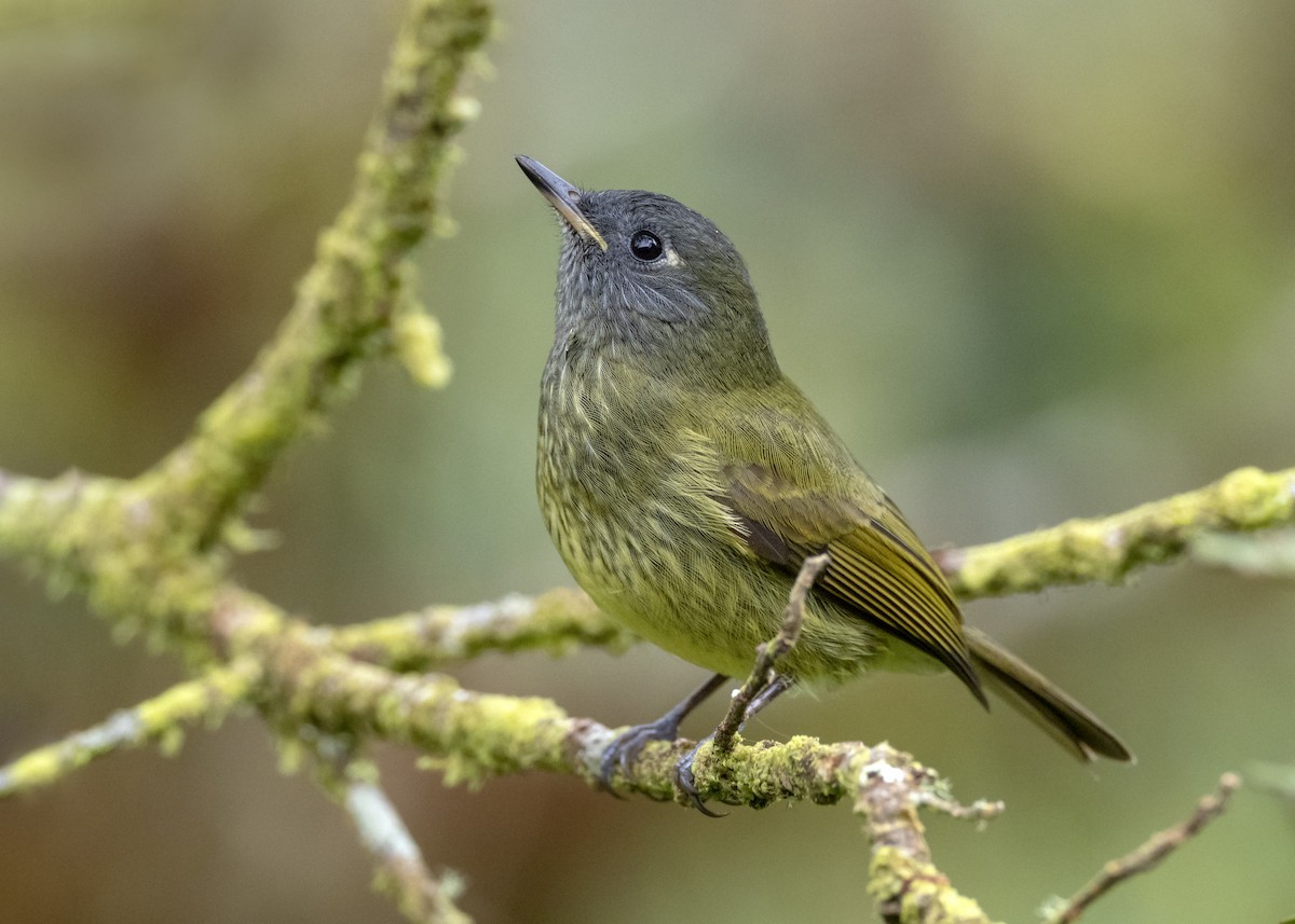 Streak-necked Flycatcher - Andres Vasquez Noboa