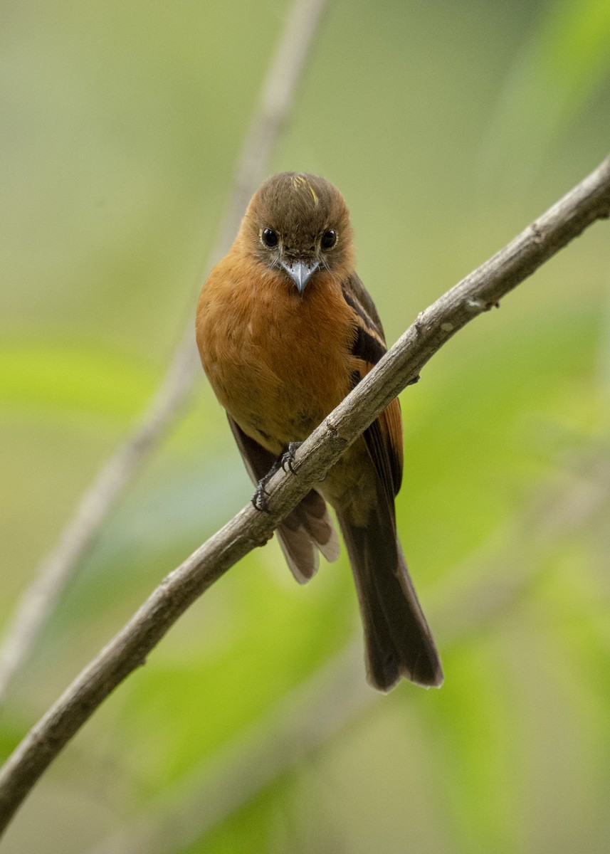 Cinnamon Flycatcher - Andres Vasquez Noboa