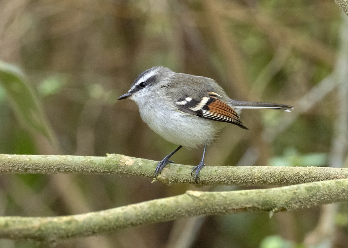 Rufous-winged Tyrannulet - Andres Vasquez Noboa