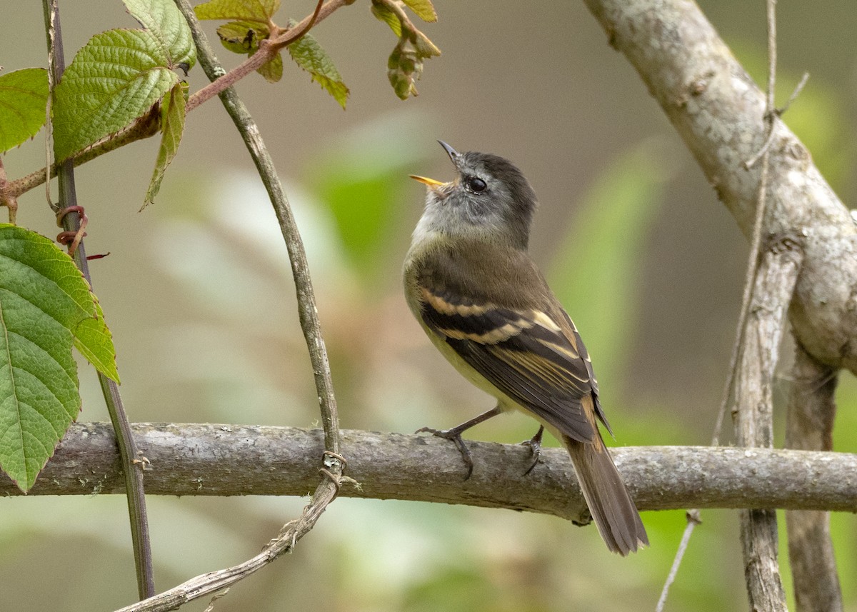 Tawny-rumped Tyrannulet - Andres Vasquez Noboa