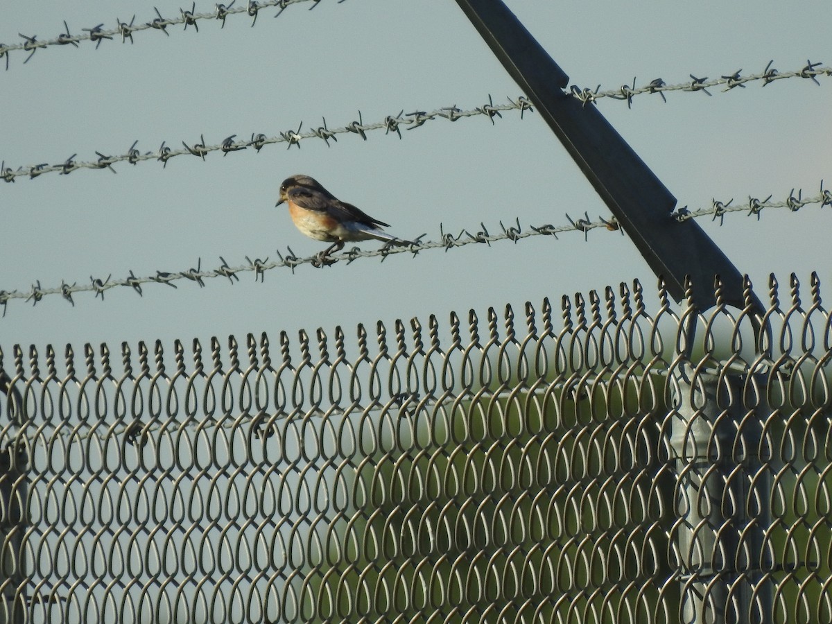 Eastern Bluebird - ML244034741