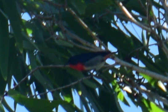 Mistletoebird - Ben  Lucking