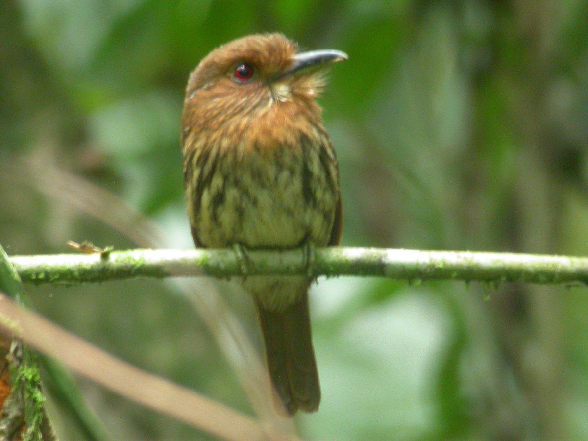 White-whiskered Puffbird - John C Sullivan