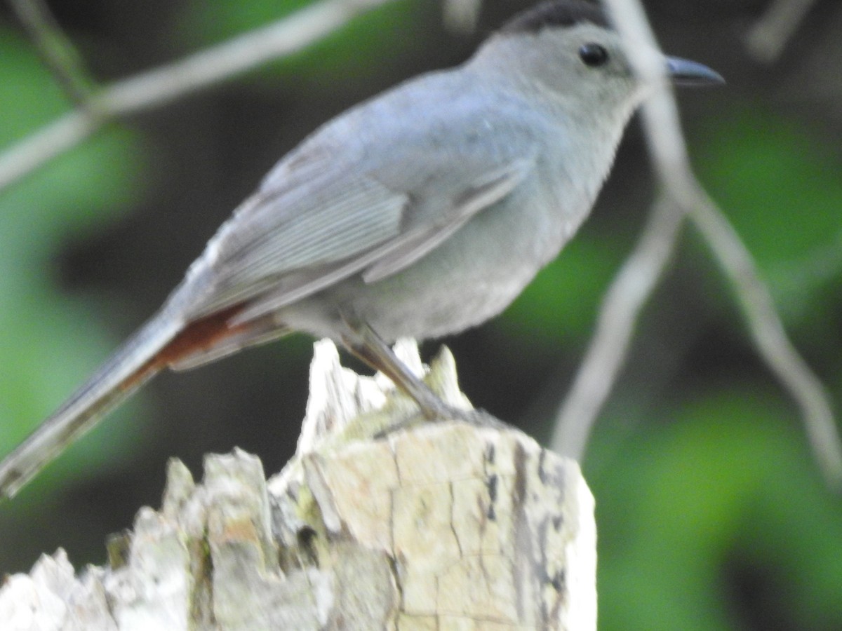 Gray Catbird - ML244039421