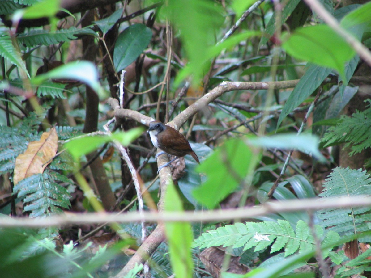 Bicolored Antbird - ML244039531