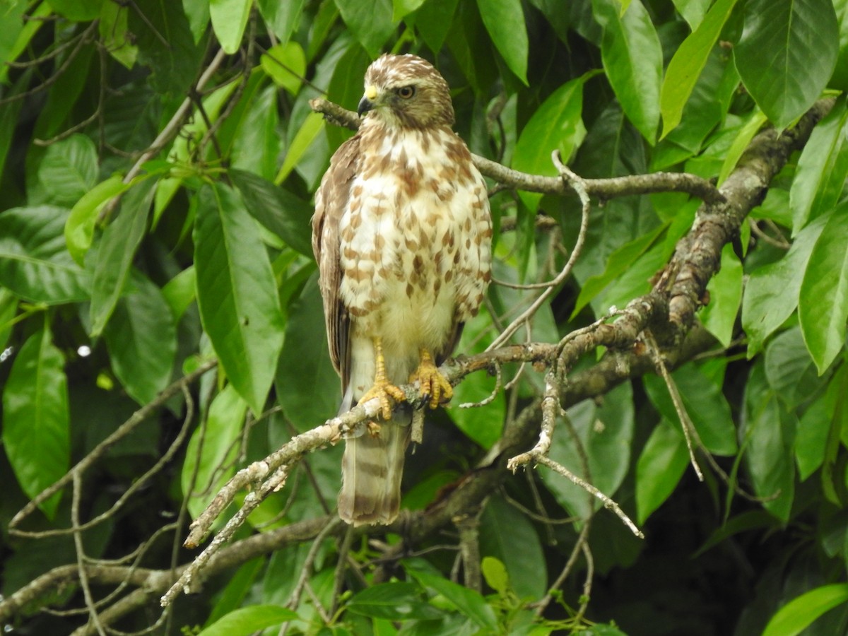 Red-shouldered Hawk - ML244039651