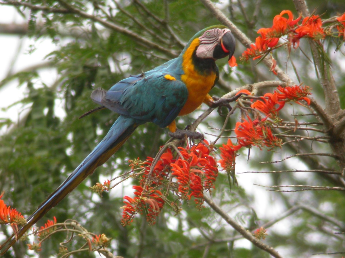 Blue-and-yellow Macaw - ML244040021