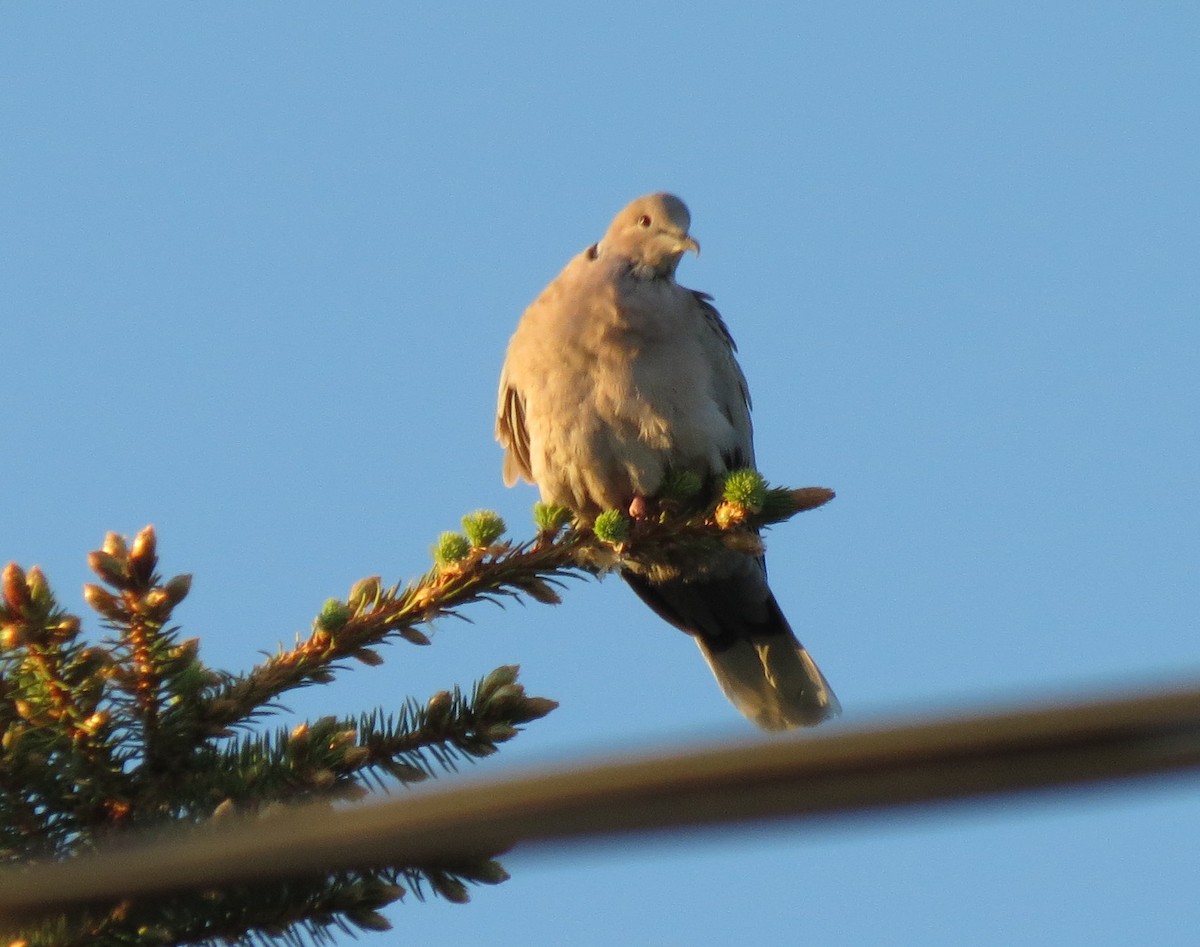 Eurasian Collared-Dove - ML244042911