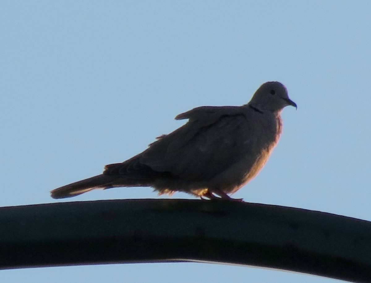 Eurasian Collared-Dove - ML244042921