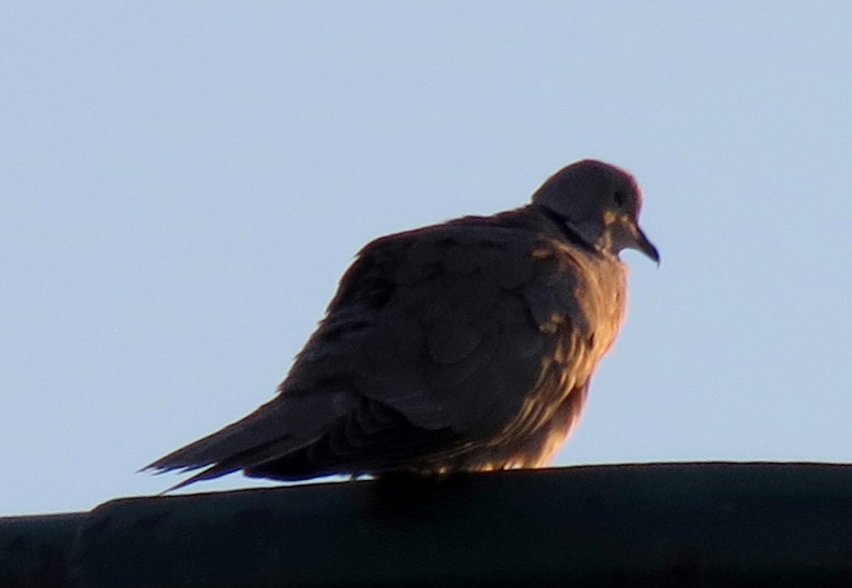 Eurasian Collared-Dove - ML244042931