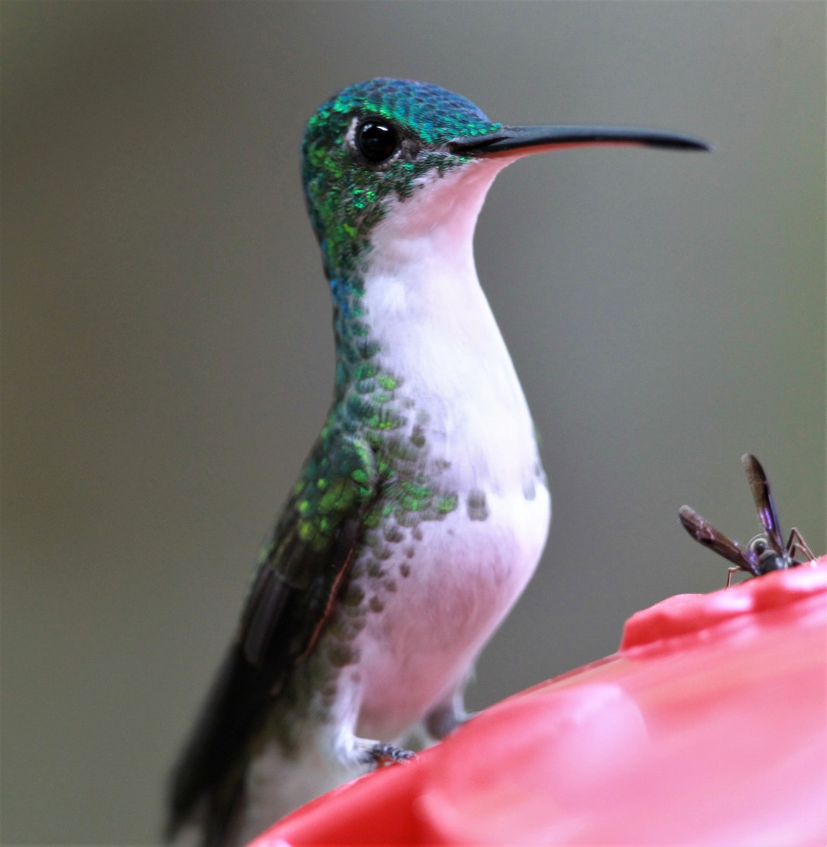 kolibřík andský - ML244043771