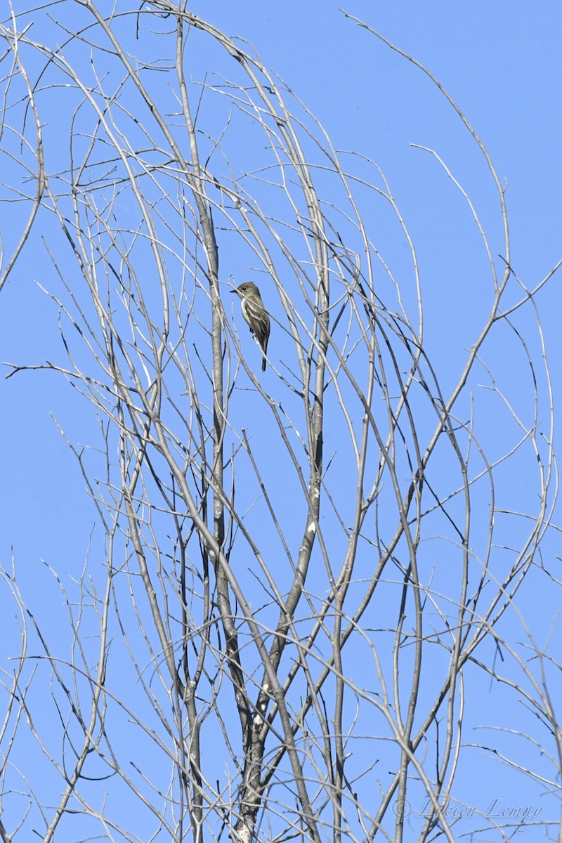 Alder Flycatcher - ML244043951