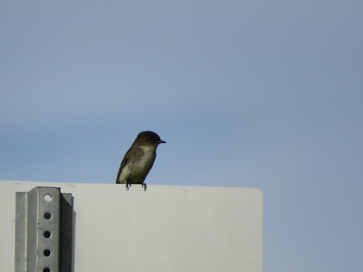 Eastern Phoebe - Matthew Krawczyk