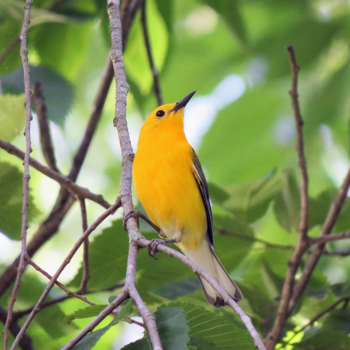 Prothonotary Warbler - Matthew Krawczyk