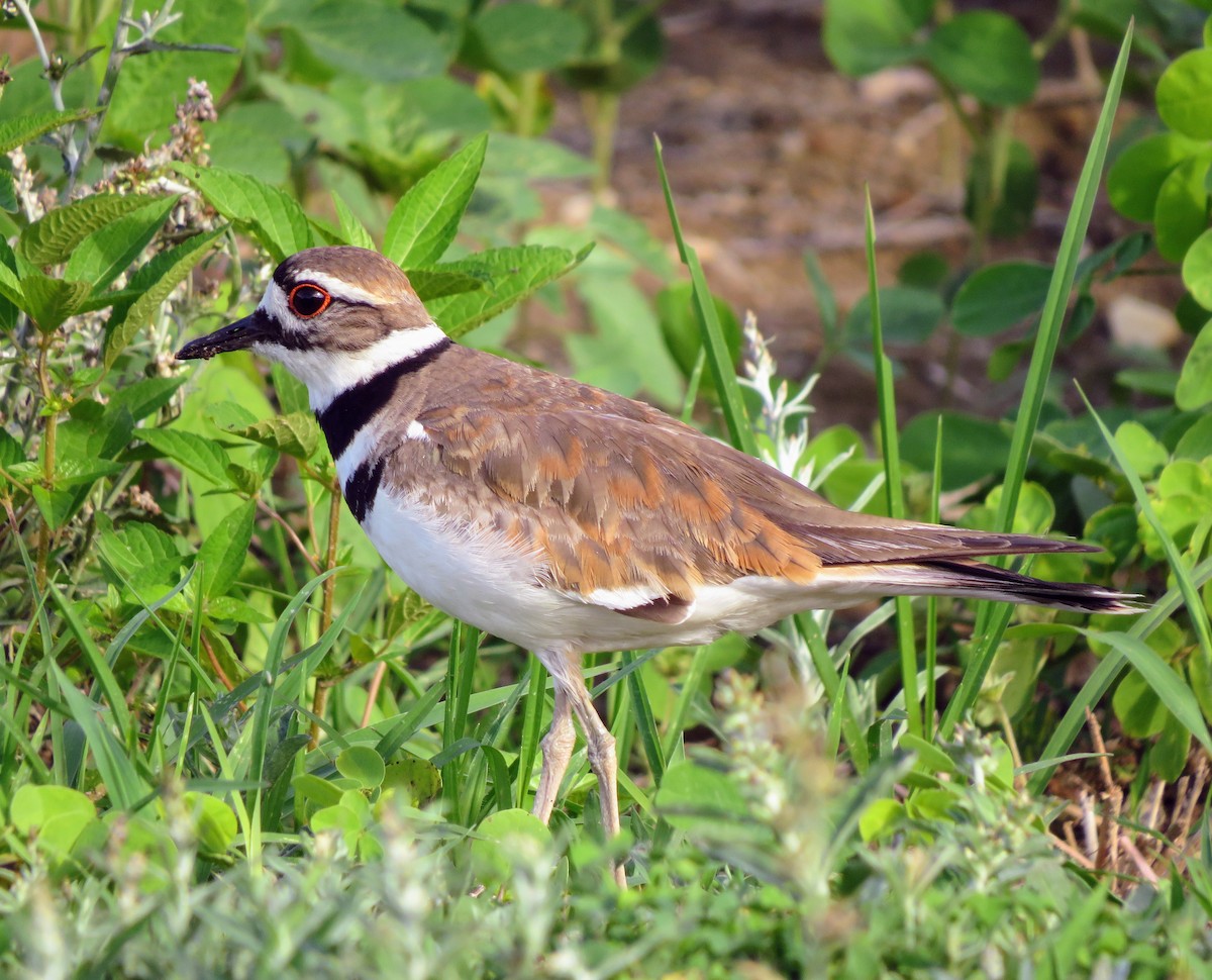 Killdeer - ML244044261