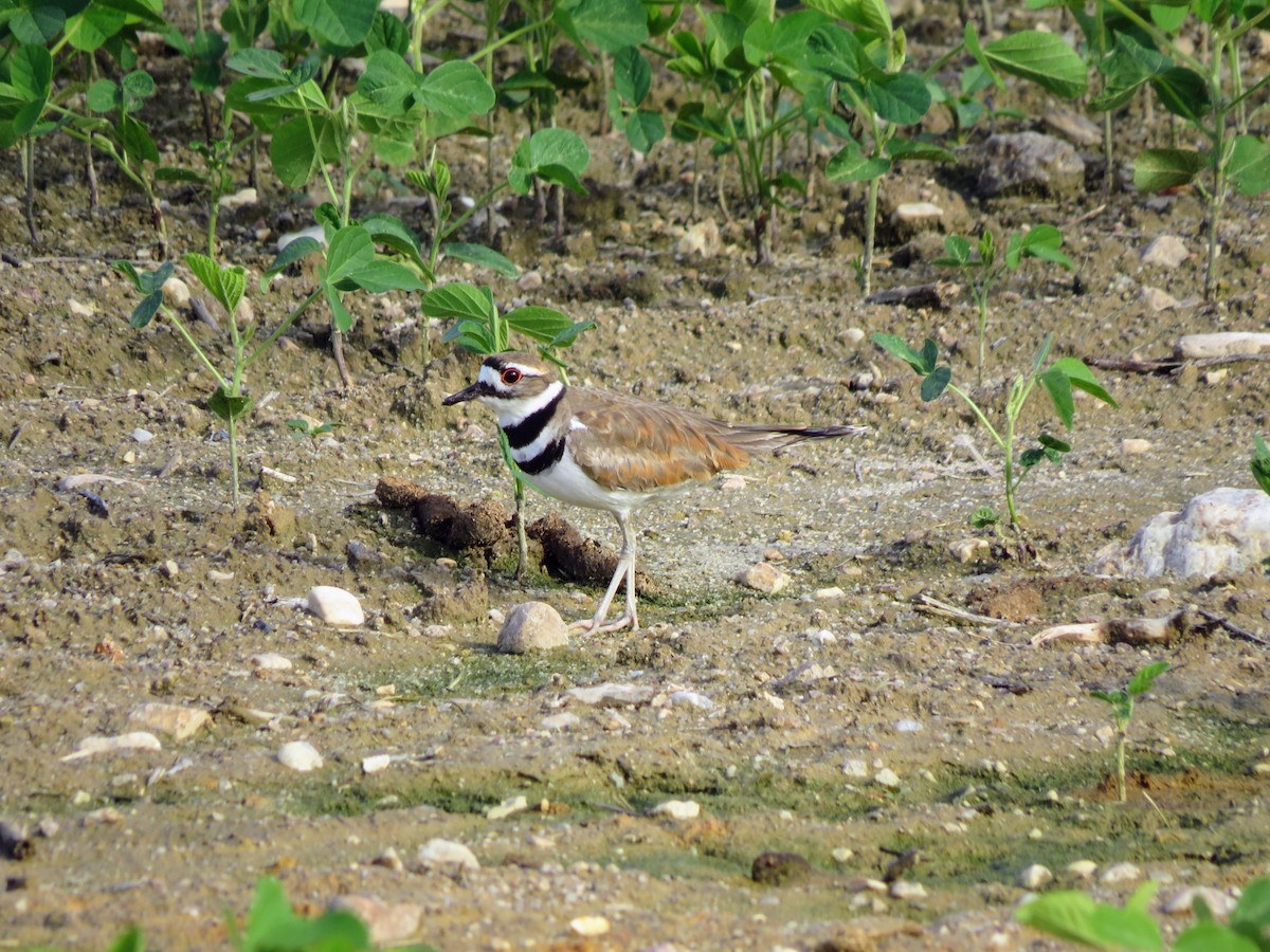 Killdeer - ML244044281