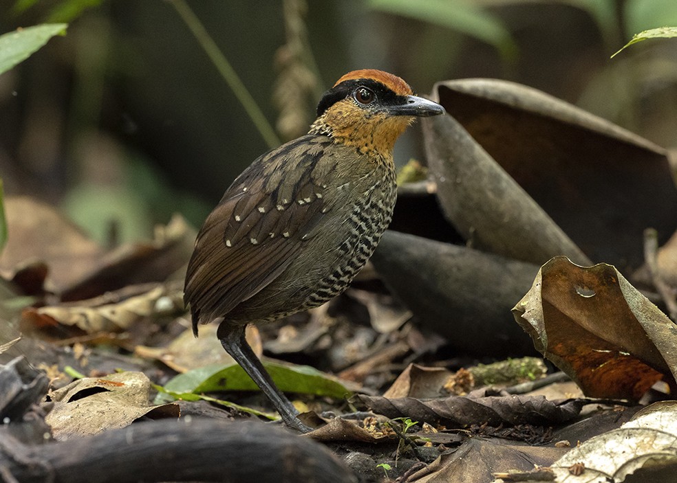 Rufous-crowned Antpitta - Andres Vasquez Noboa