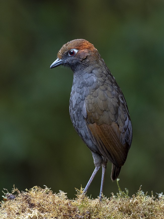 Chestnut-naped Antpitta - Andres Vasquez Noboa