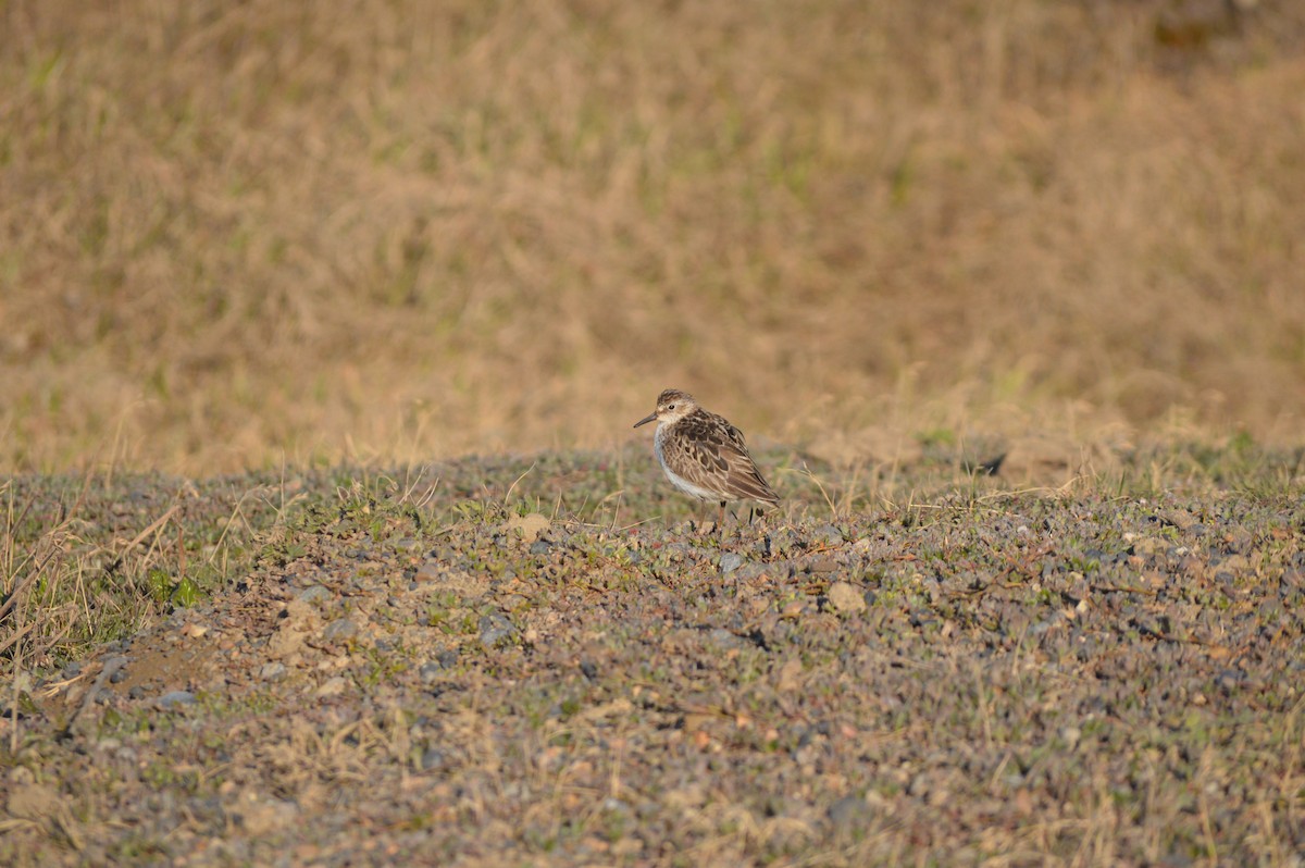 Semipalmated Sandpiper - Cole Tiemann