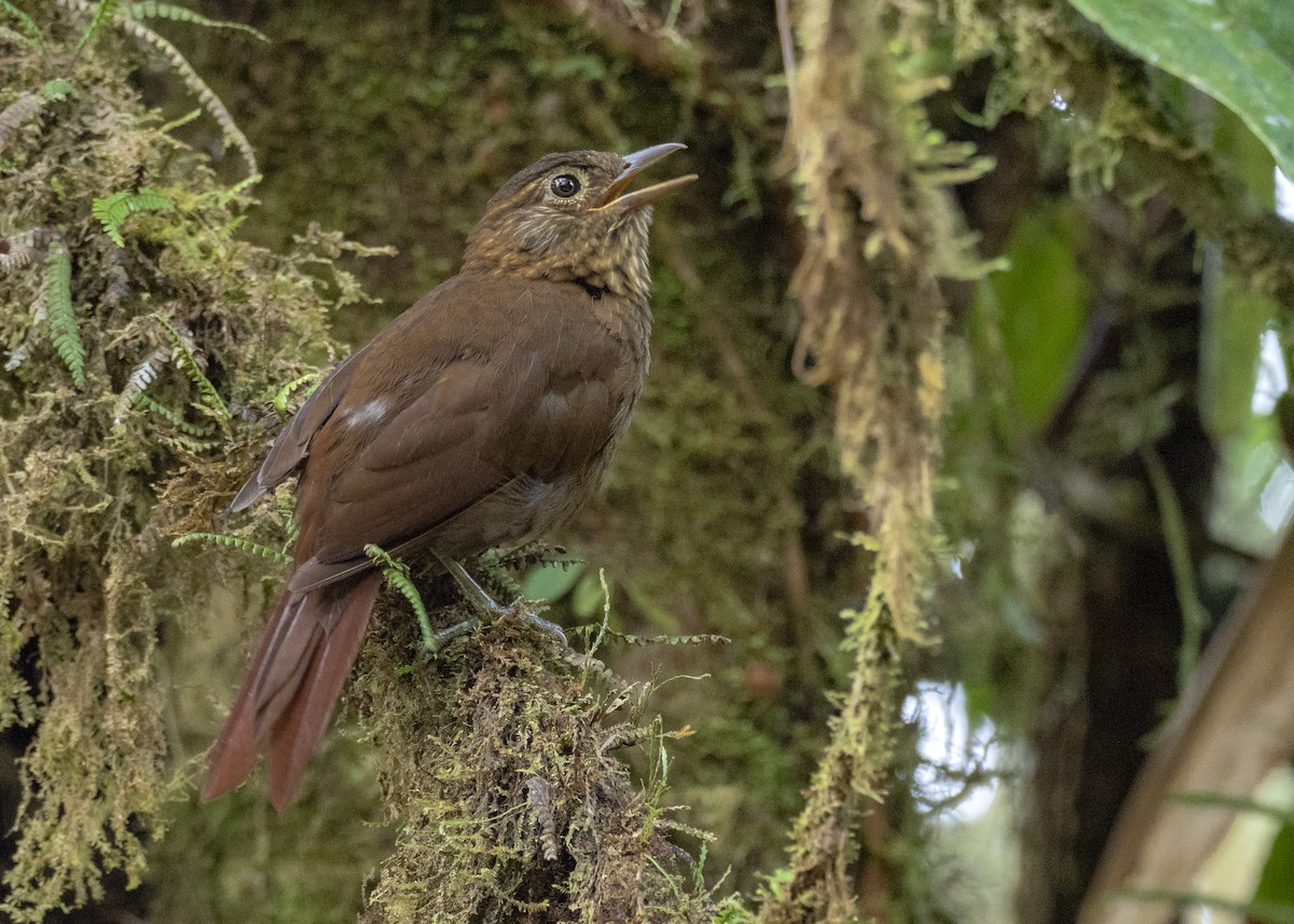 Uniform Treehunter - Andres Vasquez Noboa