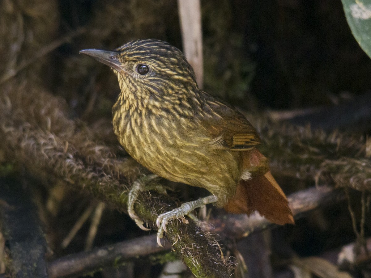 Striped Treehunter - Andres Vasquez Noboa