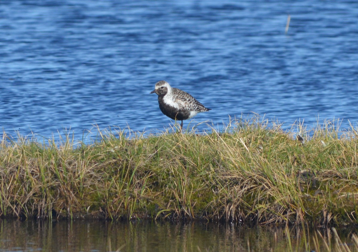 Black-bellied Plover - ML244050711